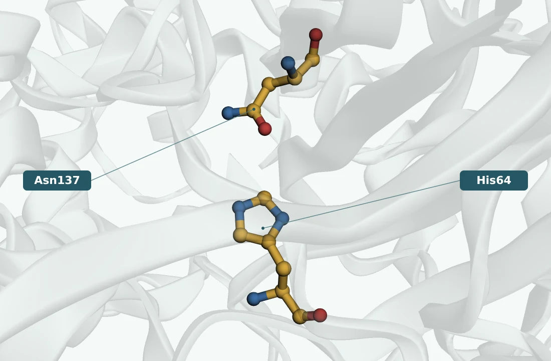 Catalase · Penicillium janthinellum active-site close-up
