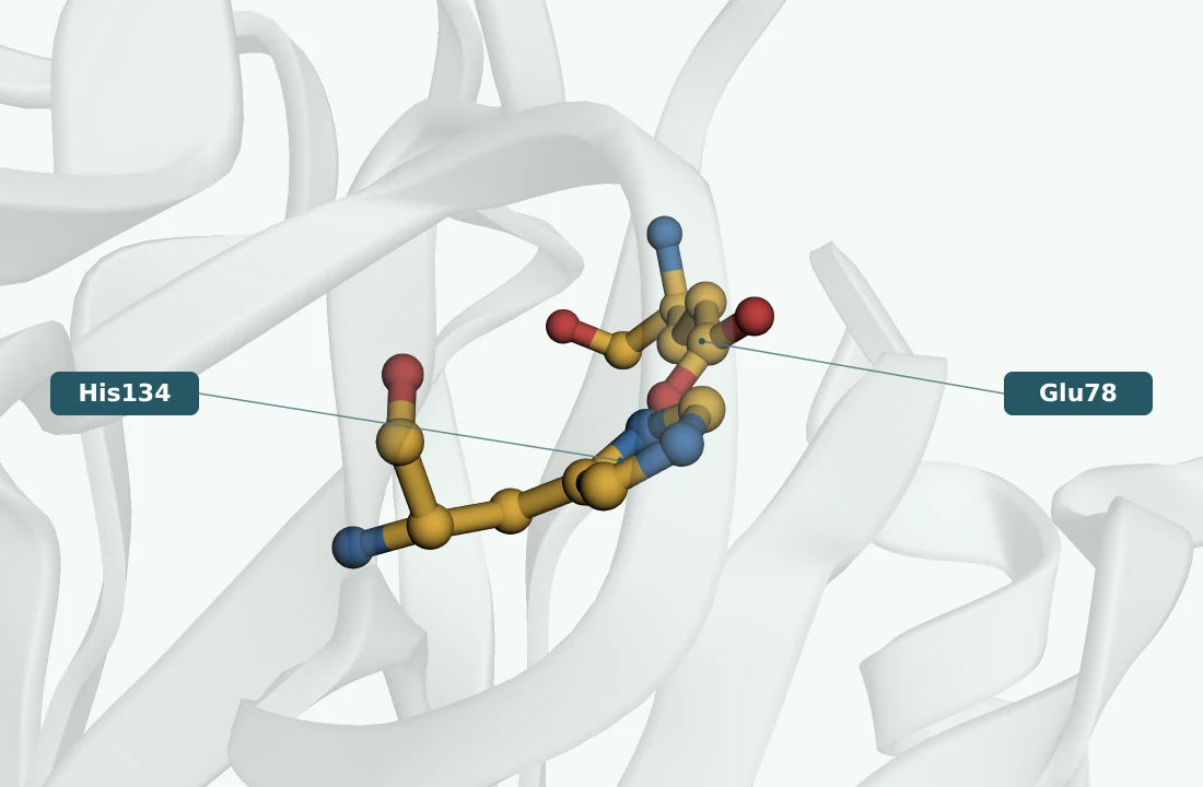 Deoxyribonuclease i · Bos taurus active-site close-up