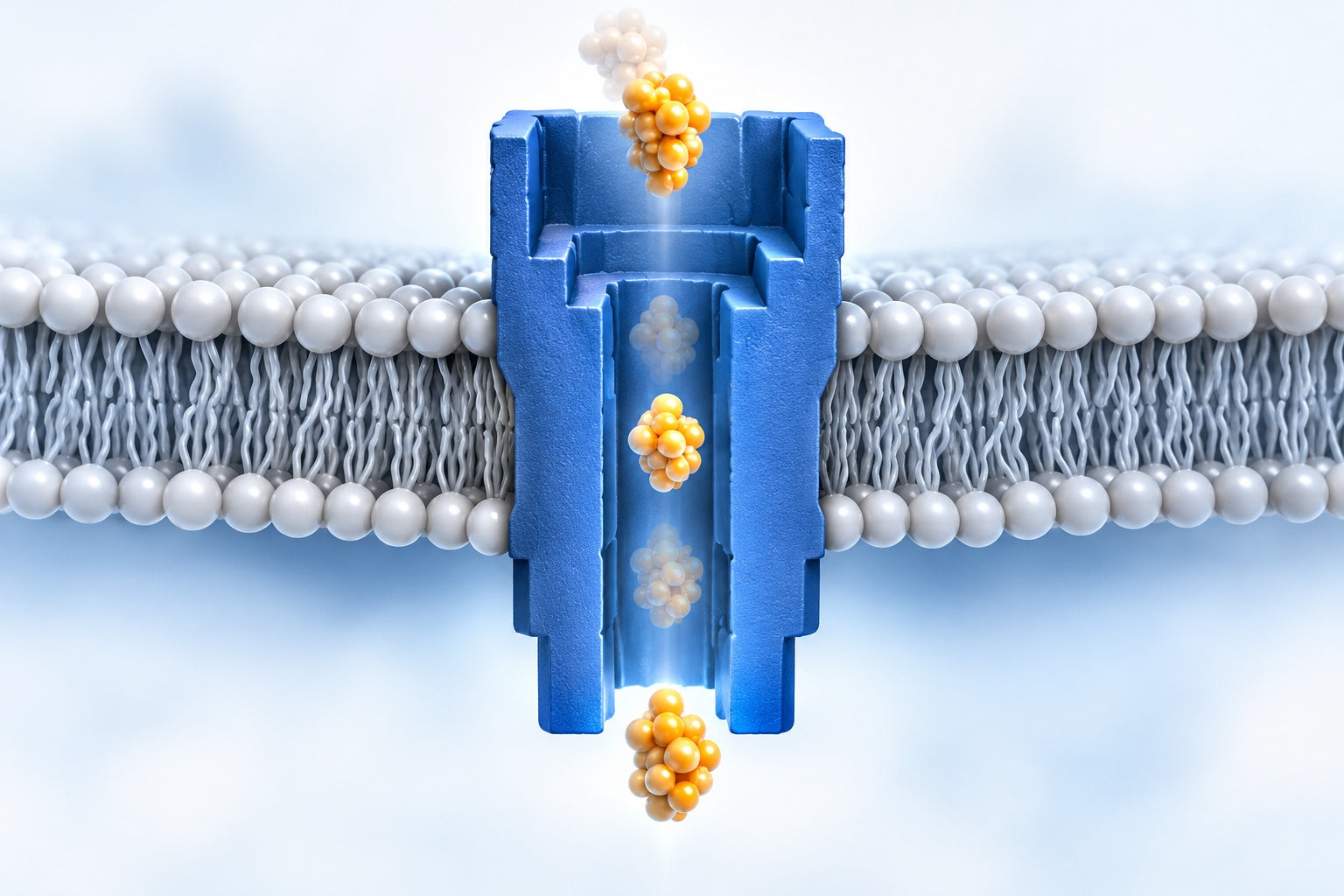 Conceptual illustration for Protein Transport through Nanopores Illuminated by Long-Time-Scale Simulations