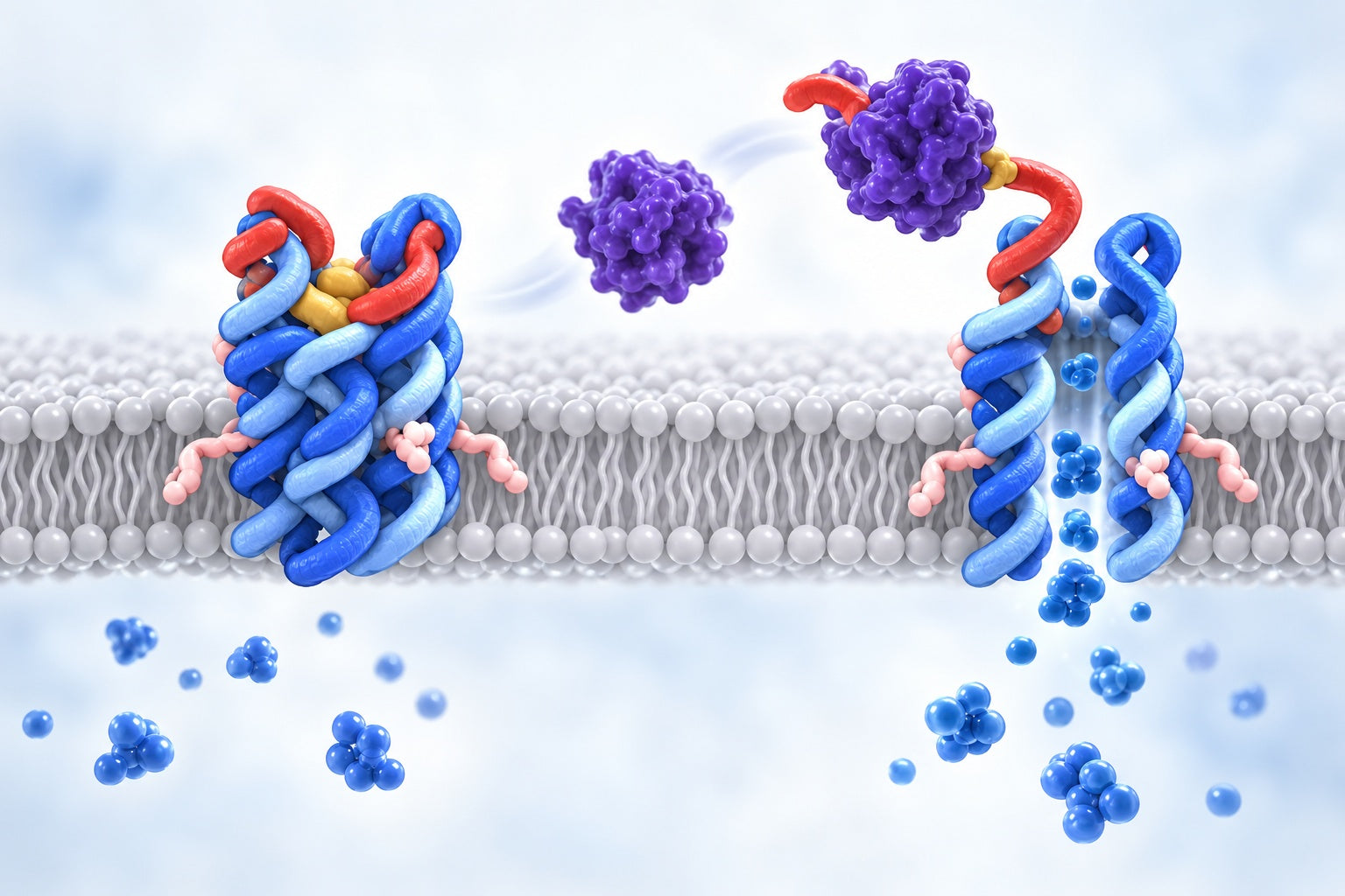 Conceptual illustration for A Biomimetic DNA‐Based Membrane Gate for Protein‐Controlled Transport of Cytotoxic Drugs