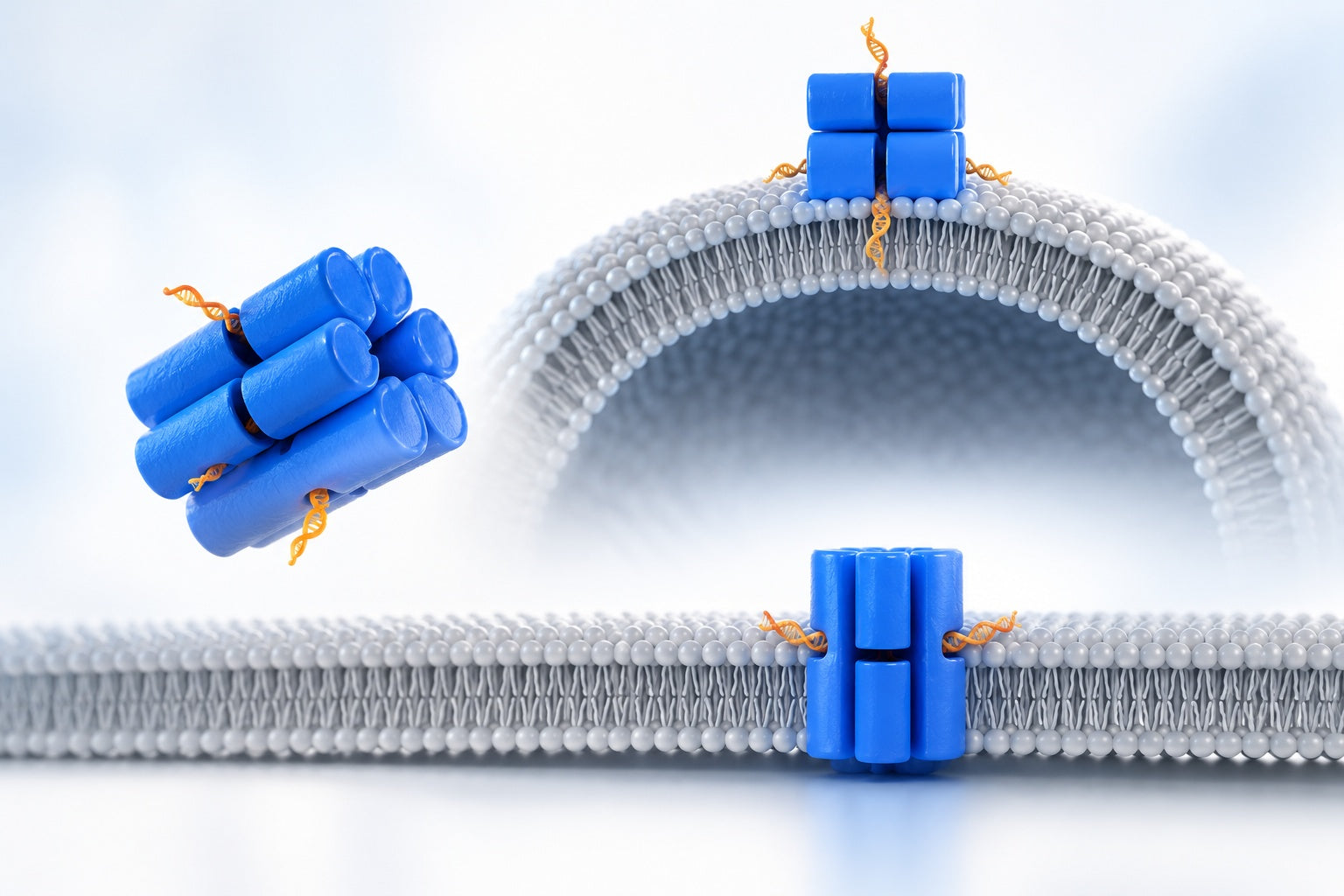 Conceptual illustration for Defined Bilayer Interactions of DNA Nanopores Revealed with a Nuclease-Based Nanoprobe Strategy