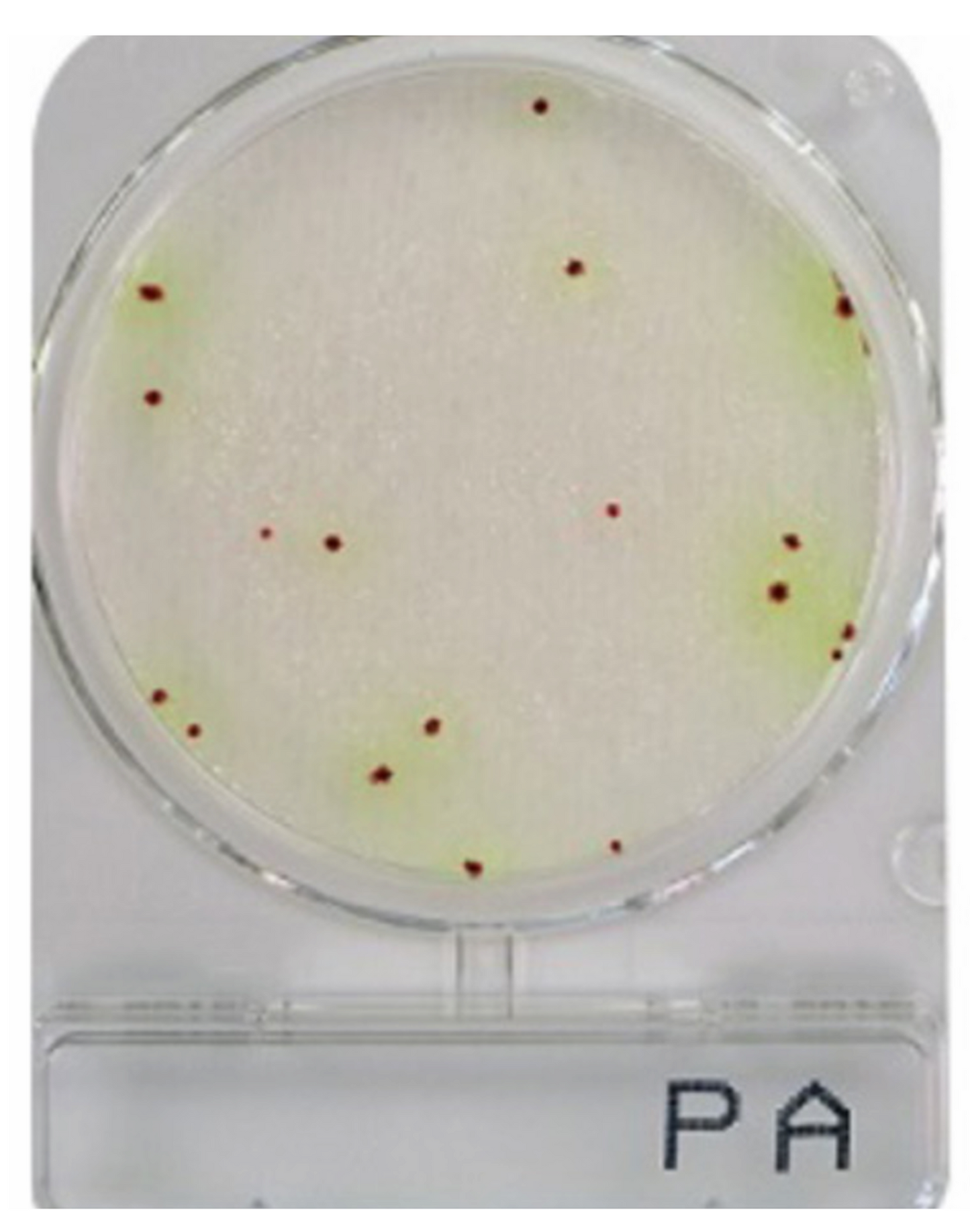 CompactDry PA (Pseudomonas aeruginosa)
