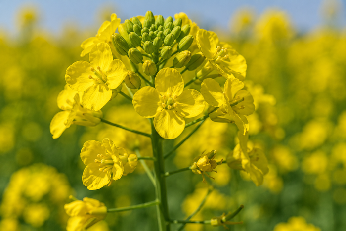 Cellulases for Biofuels