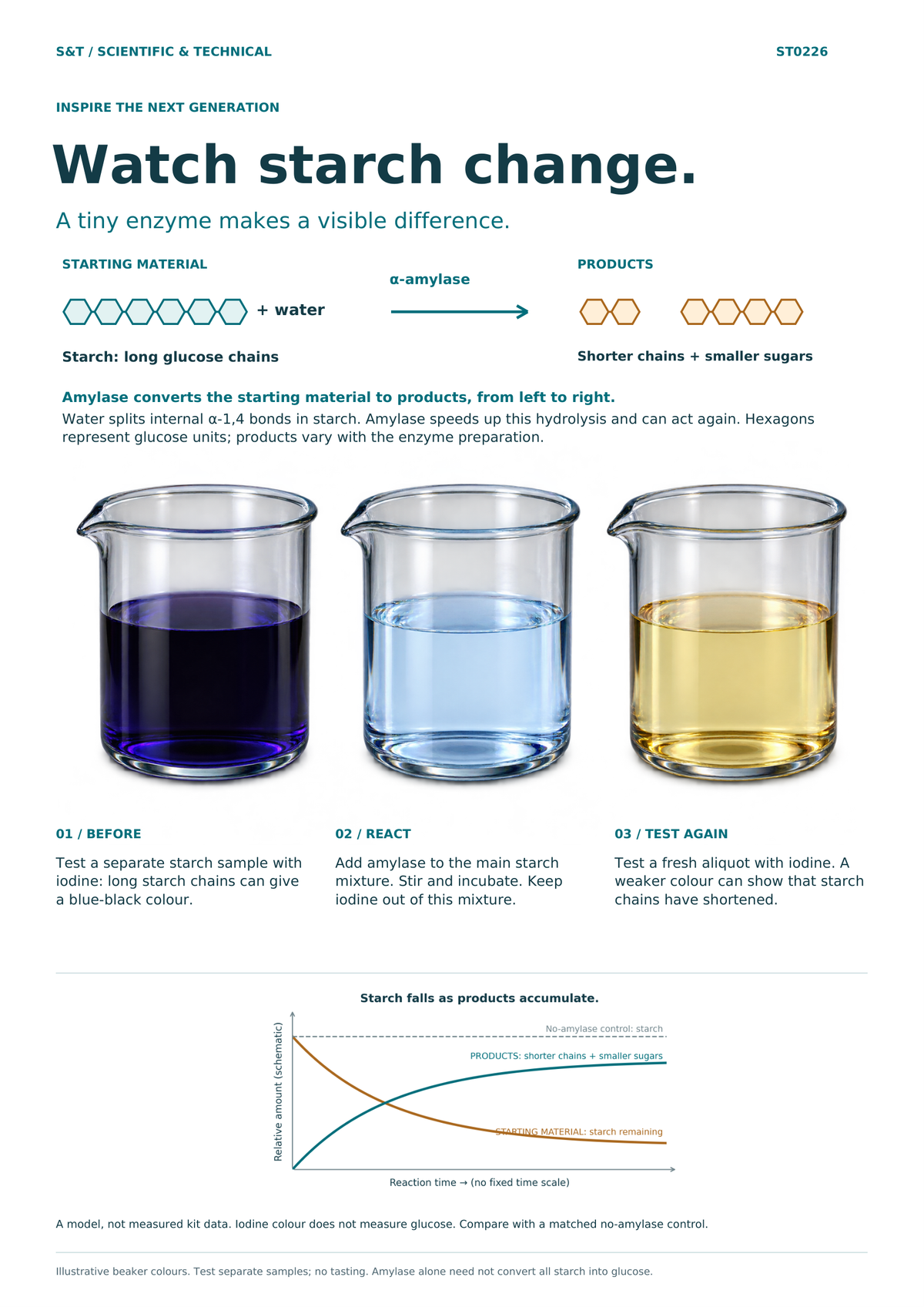 Amylase action poster with starting starch and water, left-to-right hydrolysis, aligned beakers and annotated time course