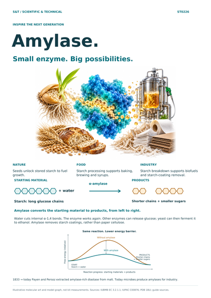 Amylase discovery poster connecting seed growth, food, biofuels and starch-coating removal, with labelled reaction and activation-energy graph