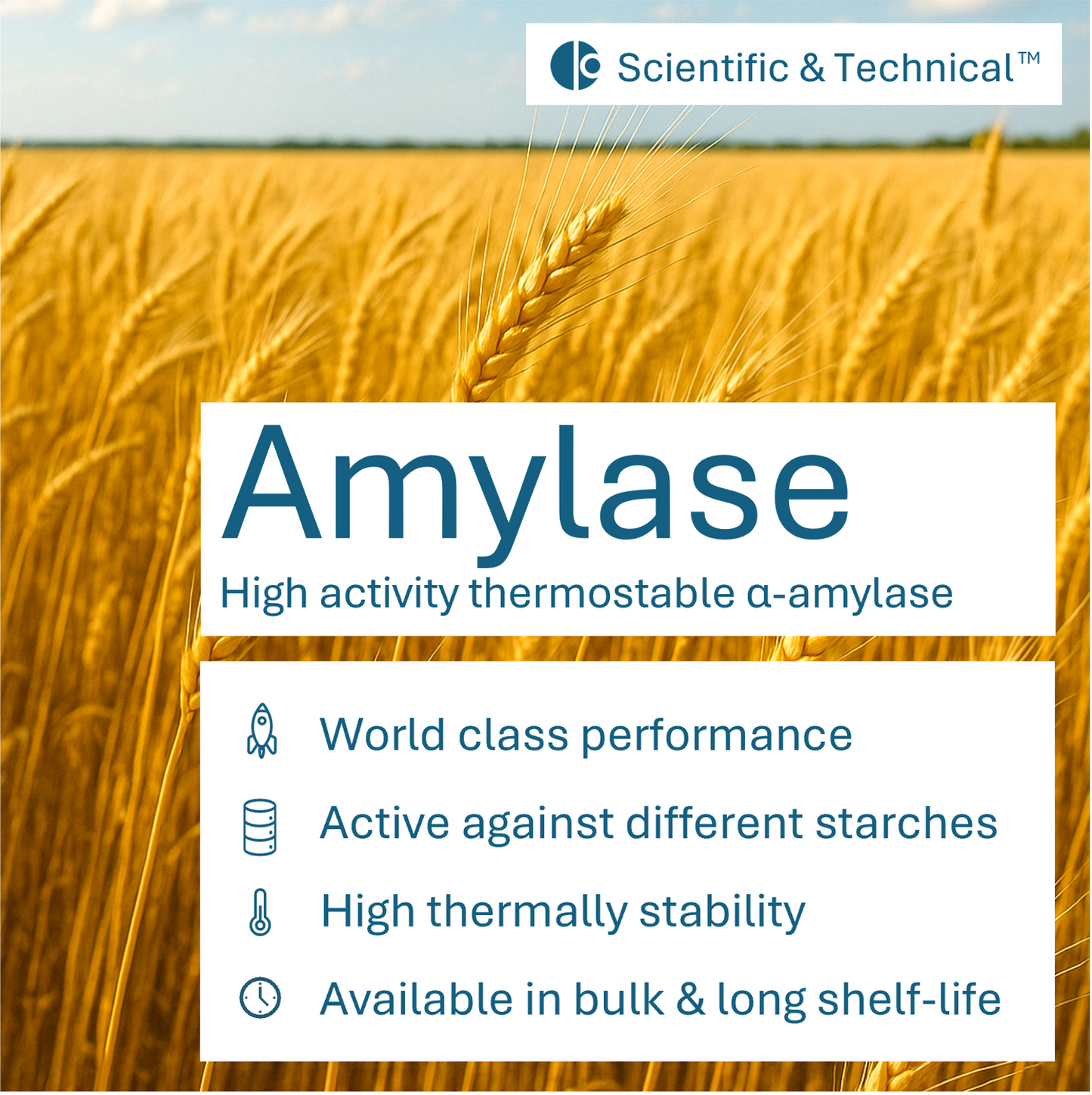 Amylase
