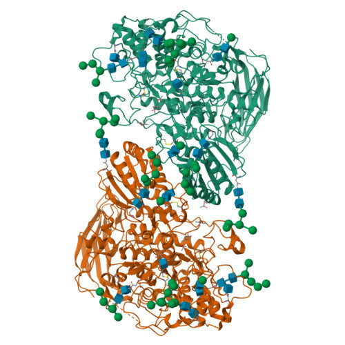 Beta-glucosidase: PDB 4IIB biological assembly, experimental structure (RCSB PDB)