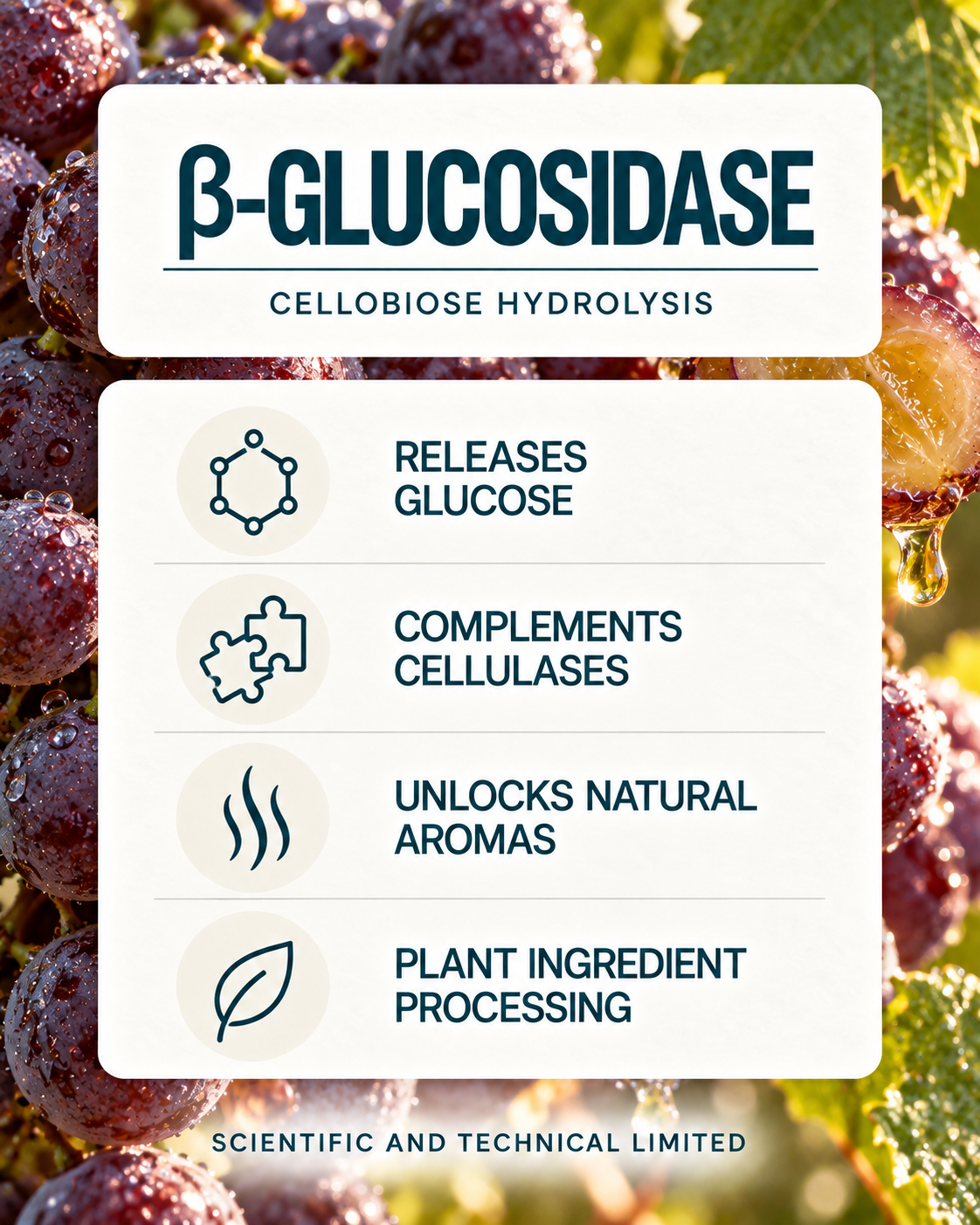 beta-Glucosidase product features