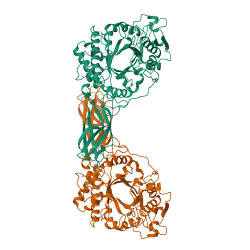 Chitinase: PDB 1CTN biological assembly, experimental structure (RCSB PDB)