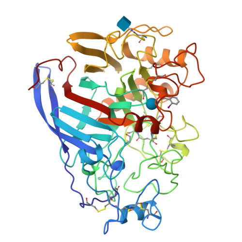 Exo-cellulase: PDB 1CEL biological assembly, experimental structure (RCSB PDB)