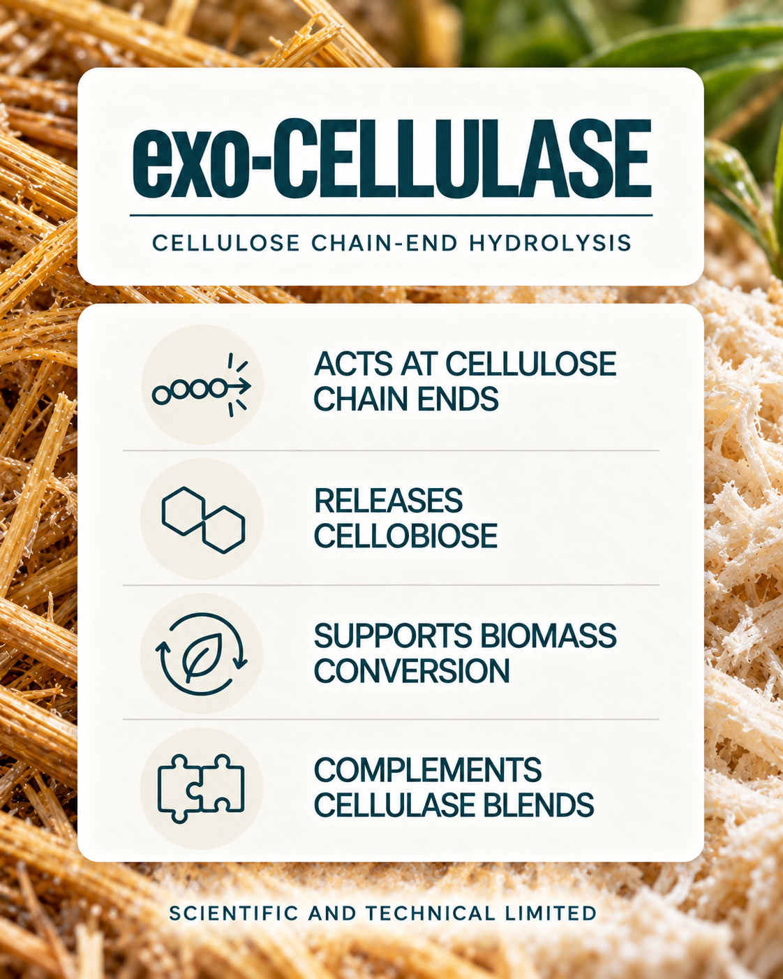 exo-Cellulase product features