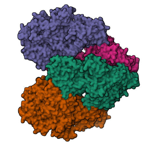 Lactase: PDB 3OBA biological assembly, experimental structure (RCSB PDB)