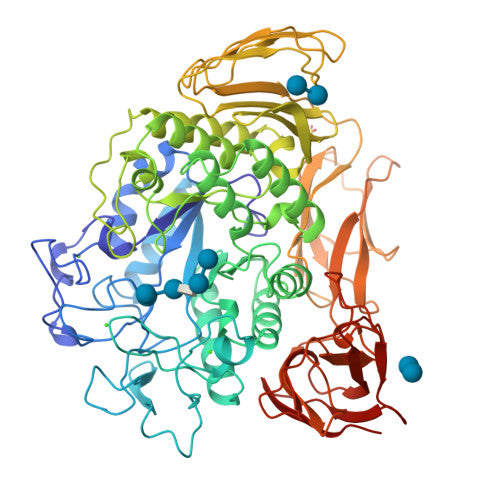 Maltogenic amylase: PDB 1QHO biological assembly, experimental structure (RCSB PDB)