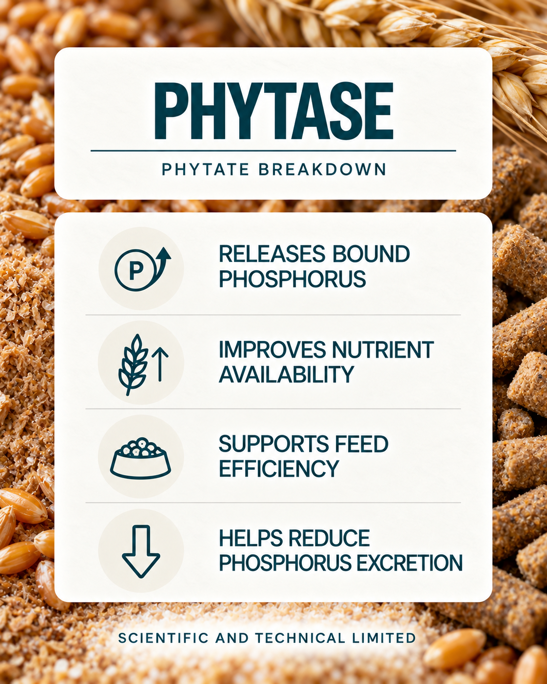 Phytase product features