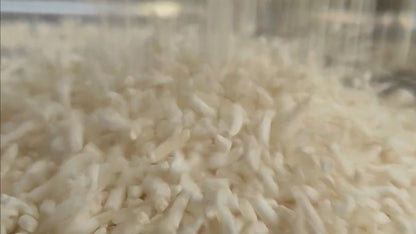Koji Rice