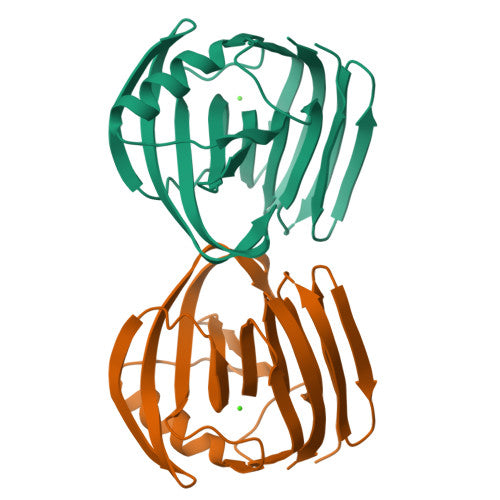 Xylanase: PDB 1XYN biological assembly, experimental structure (RCSB PDB)