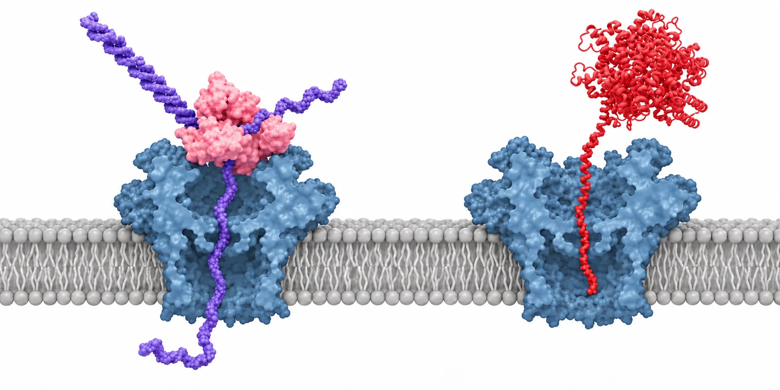 Conceptual illustration inspired by Dorey and Howorka: DNA and peptide translocation through blue biological nanopores spanning a grey lipid bilayer